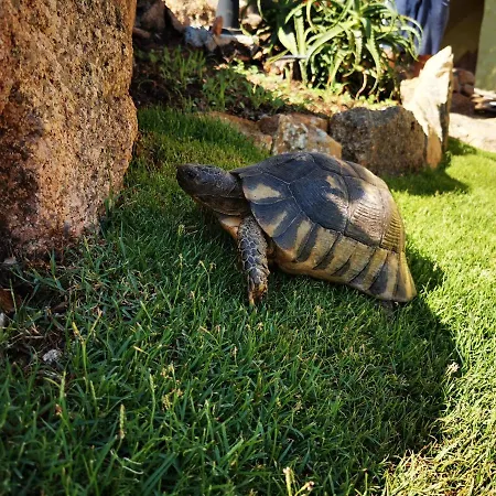 Tea Costa Smeralda - Πόρτο Τσέρβο